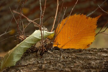 autumn leaves on a tree