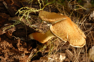 mushroom in the woods