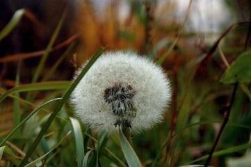dandelion in the grass