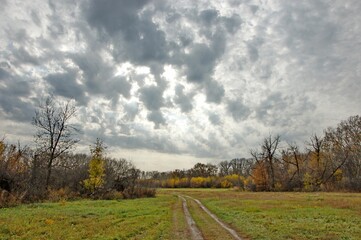 landscape in the forest