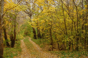 autumn in the forest
