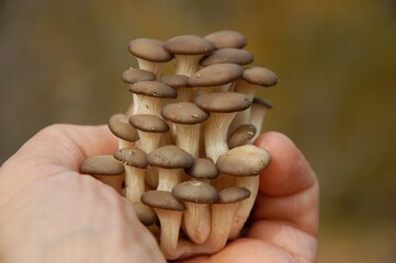 handful of mushrooms