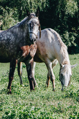 Horses