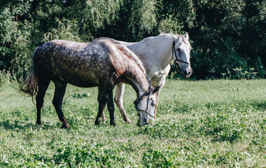 Obraz premium Horses