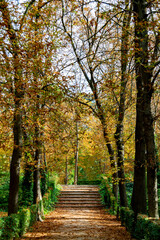 Fototapeta na wymiar Autumn landscape with orange, brown and yellow colors in the branches of the trees and by the path full of leaves in Parque del Retiro in Madrid, in Spain. Europe. Vertical photography.