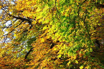 Beautiful tree with colorful eaves in an autumn forest. Autumn Nature Background.