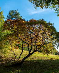 A tree in strong autumn colors