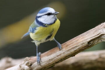 mésange bleue juchée sur une branche