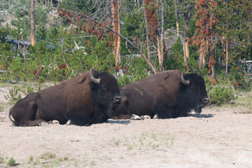 Yellowstone National Park Pair Bison