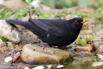 gros plan de merle noir