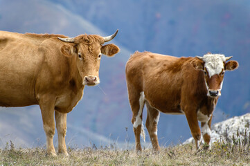Cows graze on a mountain autumn meadow