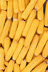 Fototapeta na wymiar Dry corn cob background. Agriculture, farming concept.