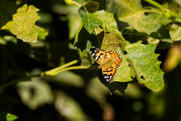 Painted Lady (Vanessa Cardui) Butterfly with open wings perched on green leaf in Zurich, Switzerland