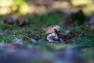 Boletus edulis - an edible fungus grows among the trees in the moss. The boletus has a brown head and a white leg.
