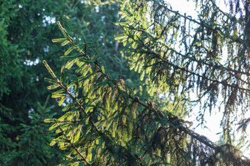 Green spruce tree branches in the forest.