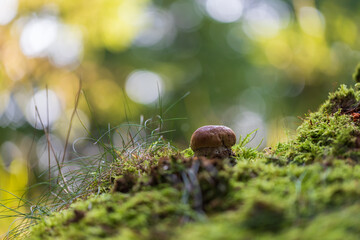 Boletus edulis - an edible fungus grows among the trees in the moss. The boletus has a brown head and a white leg.