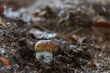 Boletus edulis - an edible fungus grows among the trees in the moss. The boletus has a brown head and a white leg.
