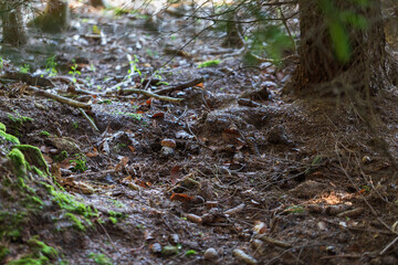 Boletus edulis - an edible fungus grows among the trees in the moss. The boletus has a brown head and a white leg.