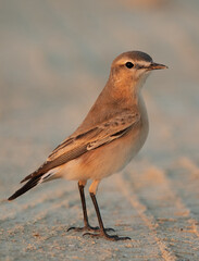 Portrait of a Isabelline Wheatear at Busaiteen coast of Bahrain