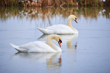 Mute swans resting in a pond (Cygnus olor)