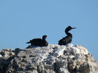 Fototapeta premium Cormorani