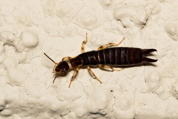 Ringlegged Earwig (Euborellia annulipes) female dorsal view on a building exterior in Houston, TX.