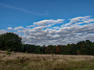 landscape with trees and clouds