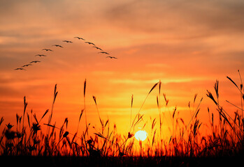 Grass spikes under colorful sunset light and bird flock fly on the sky