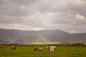 Obraz premium Cows in the pasture