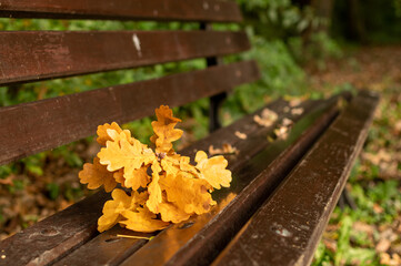 żółte jesienne liście dębu na brązowej ławce w parku