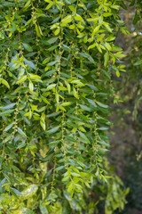 Branch of Mayten tree Maytenus boaria (celastraceae) close up with green background. 