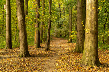 jesienny park z kolorowymi liśćmi na Wyspie Bolko w Opolu © Henryk Niestrój