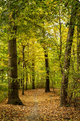 jesienny park z kolorowymi liśćmi na Wyspie Bolko w Opolu © Henryk Niestrój