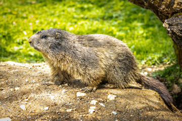 groundhog, marmot, mammal, austian alps, ramsau, austria