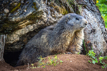 groundhog, marmot, mammal, austian alps, ramsau, austria
