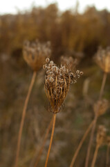 Dried flowers in the morning, autumn, dry grass.