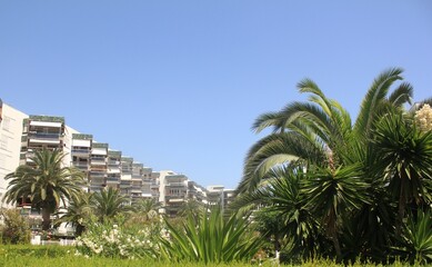Fototapeta na wymiar Palm trees in the city