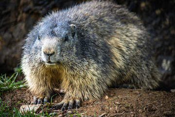 groundhog, marmot, mammal, austian alps, ramsau, austria