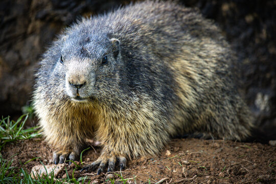 groundhog, marmot, mammal, austian alps, ramsau, austria Stock Photo |  Adobe Stock