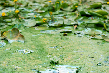 Dirty water in a city reservoir. Blooming algae and industrial waste water. Dirty water in the city river