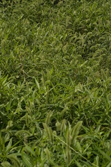 草, 自然, 野原, 芝, 植える, 質感, とぶ, 牧草地, サマータイム, 庭, 緑, アップ, 色, 植物, アウトドア, ナチュラル, 包囲, 芝, 背景, 新鮮, アップ, ハーブ, アブストラクト, くだらない人