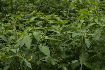 植える, 葉, 自然, 食べ物, 庭, 葉, 野菜, 野原, ハーブ, 農学, 新鮮, 臓器の, パセリ, 伸び, 健康な, 花, 木, 緑, ファーム, ハッカ, ナチュラル, 植物, サマータイム, 成長, えんどうまめ