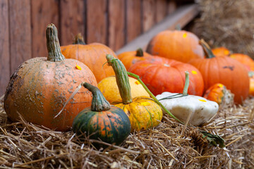 Kürbisse im Oktober