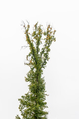 A tree in strong autumn colors 