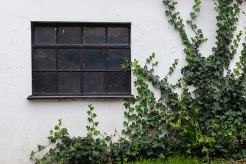 Wand mit altem Fenster und Efeu
