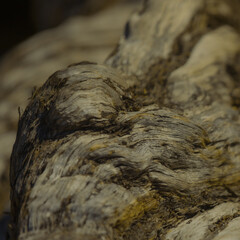 Close-Up Shot of a Tree Trunk Abstract  Background