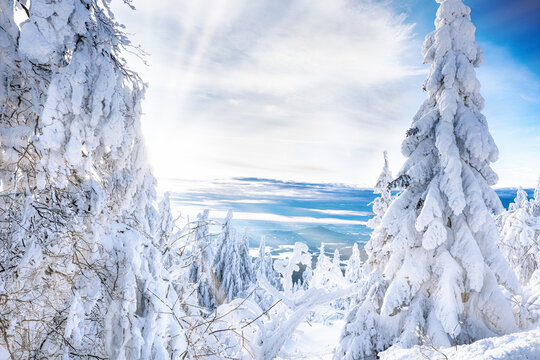 snowy trees in winter sunset