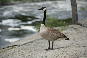 Obraz premium Beautiful, majestic Canada goose near water.