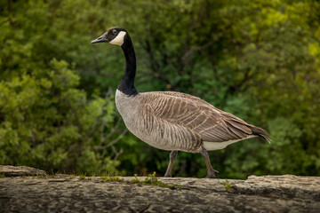 Beautiful, majestic Canada goose near water.