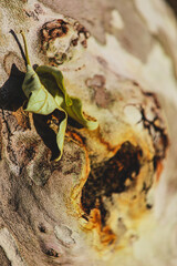 Close-Up Abstract Shot of a  Leaf on a Tree Background Texture